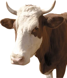СЕЛЬСКОЕ ХОЗЯЙСТВО